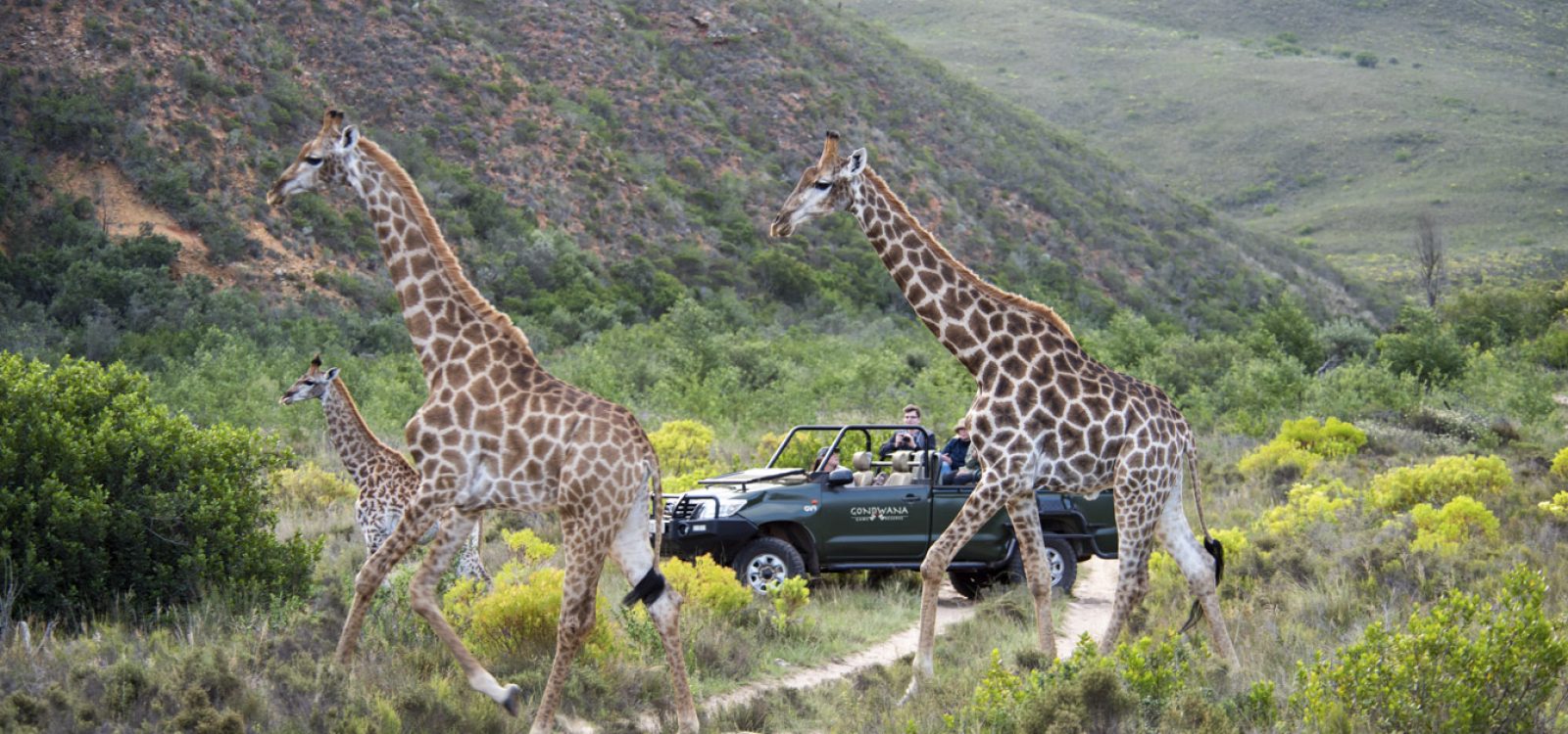Gondwana Game Reserve_DSC1747-WEB